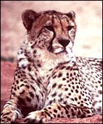 cheetah
