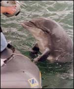 Copyright Graham Timmins 