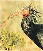 Bird, CH Gomersall/RSPB