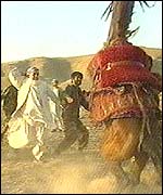 The Amir takes his horses out onto the plains surrounding Herat once a week