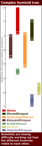 Hominid family tree graphic, BBC