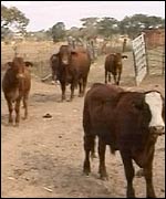 Cows in a white-owned farmed