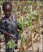 Maize crop