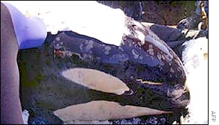 Springer, the orphaned orca