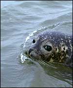 Healthy seal Science