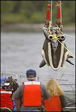 The whale was carefully winched onto the catamaran for the start of her journey home