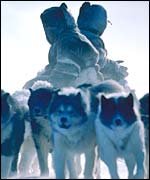 Inuit dog-team