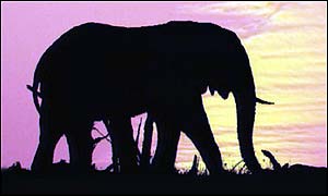 African elephant