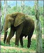 African elephant, BBC