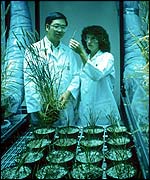 Monsanto researchers