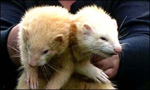 Ferrets