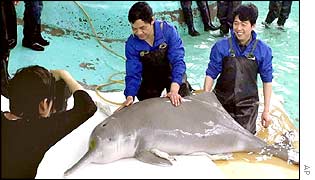 Chinese scientists with Qi Qi (file photo)