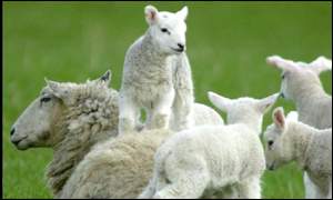 Welsh lambs