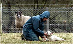 A vet inspects a lamb for foot-and-mouth disease