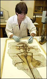 Work, Natural History Museum