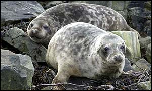 Grey seal pups