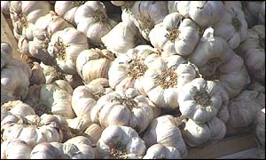 Garlic