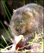Water Vole