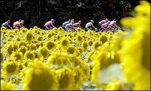 The peloton ride through the a field of sunflowers 