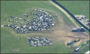 Slaughtered cattle await incineration