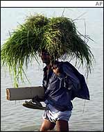 A farmer wades across flooded fields