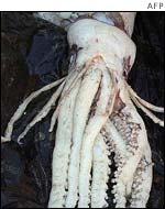 Giant squid