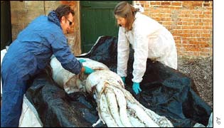 Giant squid being taken to museum in Hobart