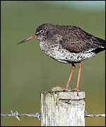 Redshank photo by Chris Gomersall (RSPB-Images.com)