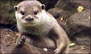 otter