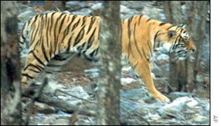 A tiger in a national park in India