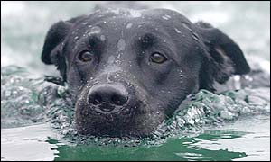 Todd the labrador Pic: Solent News