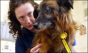 Sam being given acupuncture