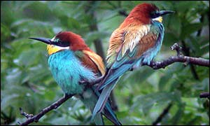 Bee-eaters