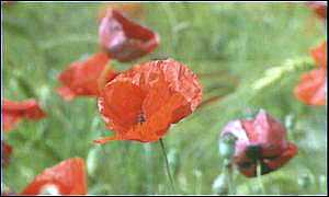 Opium poppies
