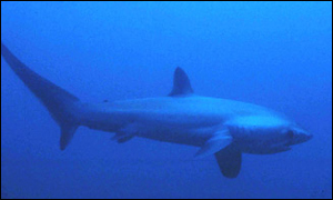 Thresher shark - picture San Diego Natural History Museum 