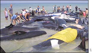 Volunteers work to save stranded pilot whales 