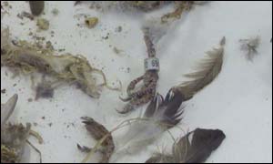 Peregrine falcons' nest