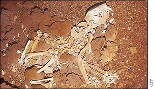 The skeleton of a giant marsupial lion, thylacoleo carnifex, from a cave in the Nullarbor Plain 