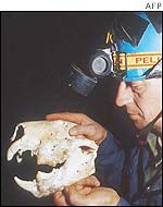 John Long inspects the jaw from the skeleton of a giant marsupial lion, thylacoleo carnifex