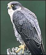 Peregrine falcon