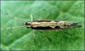 Diamond-back moth-pest