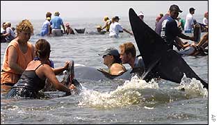 Rescue workers try to return a beached whale to the sea