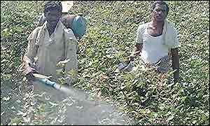 Indian farm-workers spraying pesticide
