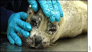 Dead seal is examined 