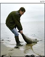 A dead seal is dragged out of the Wadden Sea