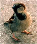 The demise of the sparrow