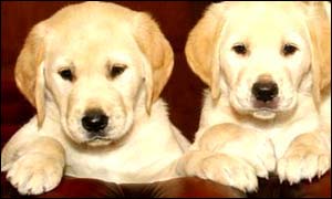 Guide dog puppies
