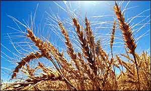 Wheat crop 