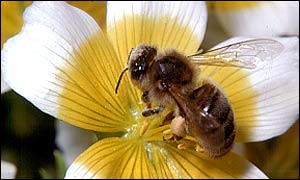A honeybee
