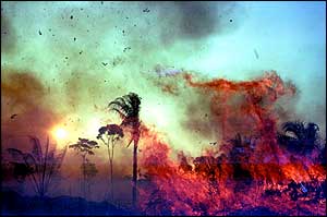 Trees in flames M Friedlander/Unep/Topham